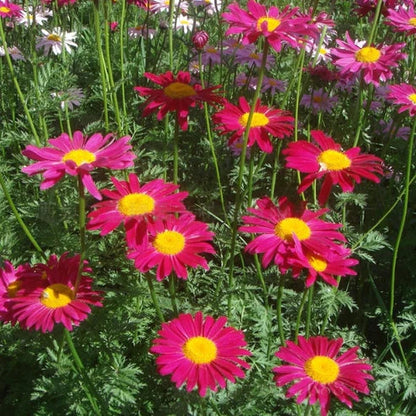 Insect Killer: Mixed Color Pyrethrum Seeds.