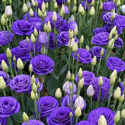 Thornless Rose Seeds • Gardenizi (500 Seeds | Fog Blue & Pink Mix)