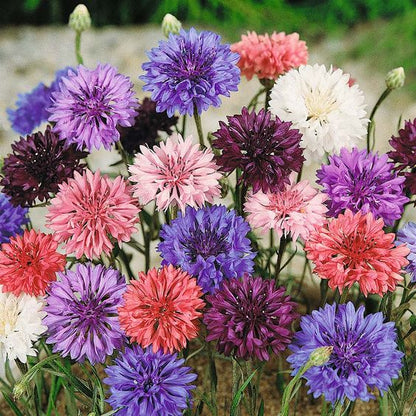 Cornflower (Mixed Color) - Bachelor Button Seeds.