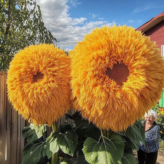 Teddy Bear Sunflower Seeds