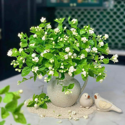 Majestic Jasmine Seeds