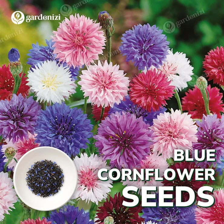 Cornflower (Mixed Color) - Bachelor Button Seeds product photograph