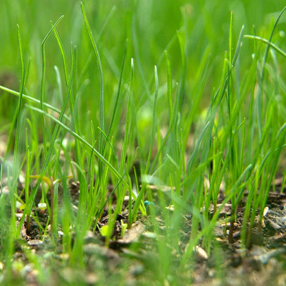 Royal Grass Seeds • Gardenizi