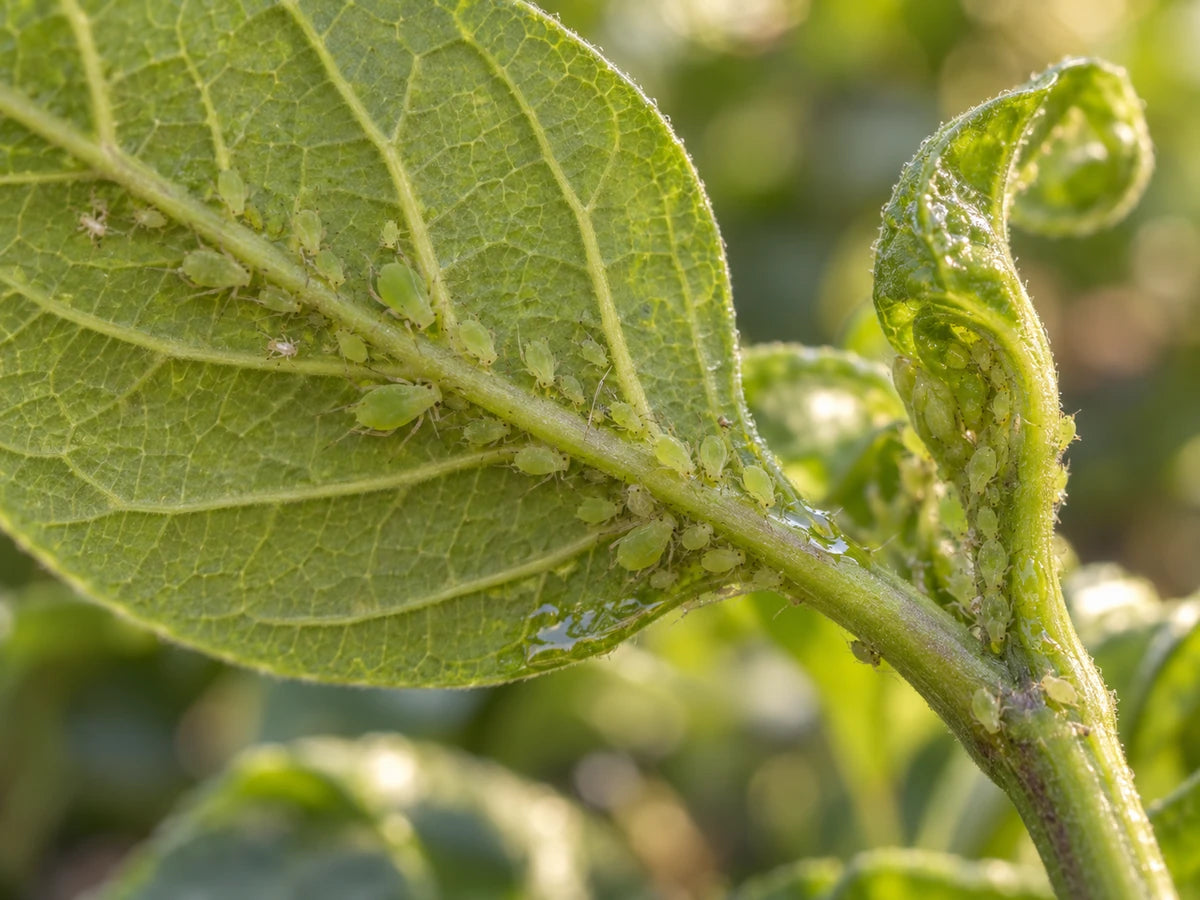 Illustrative close view of pale green aphids clustered beneath a tender leaf and on new growth