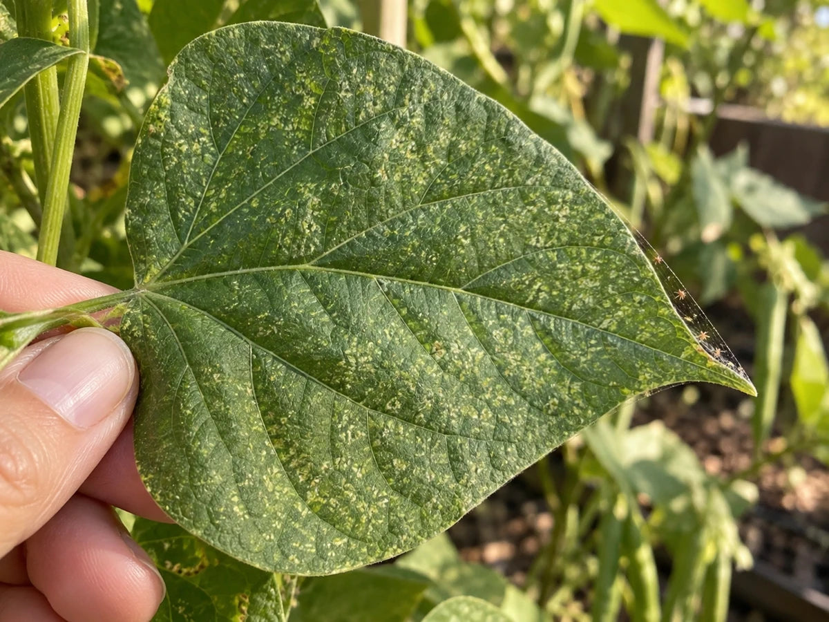 Illustrative bean leaf with fine pale stippling and a trace of webbing near the edge
