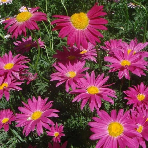 pyrethrum flower seeds Insect Killer: Mixed Color Pyrethrum Seeds – Gardenizi