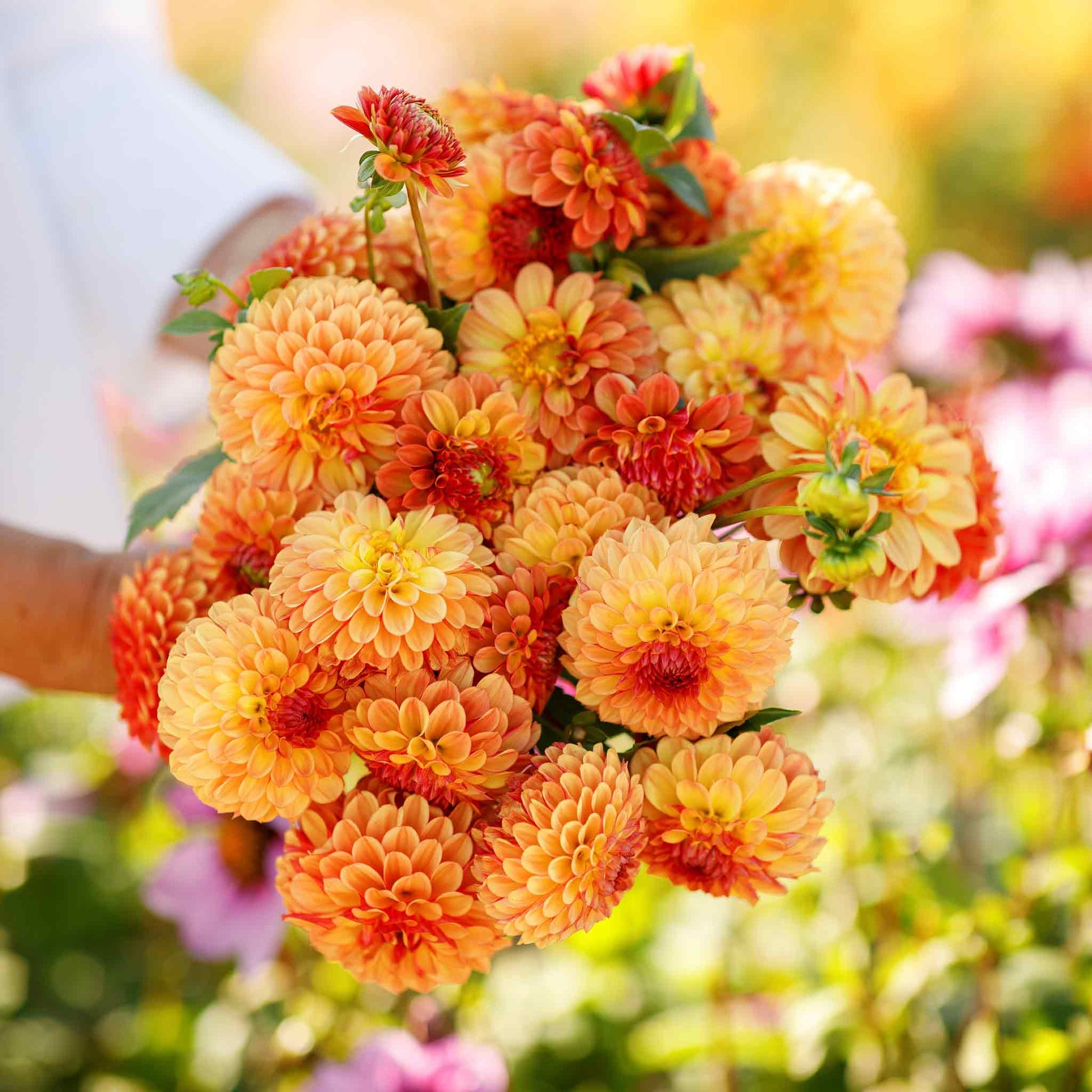 mixed dahlia seeds Mixed Dahlia Seeds – Gardenizi