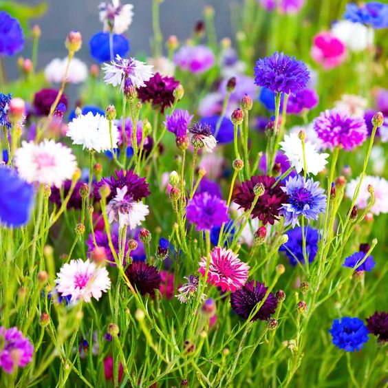 Cornflower (Mixed Color) - Bachelor Button Seeds.