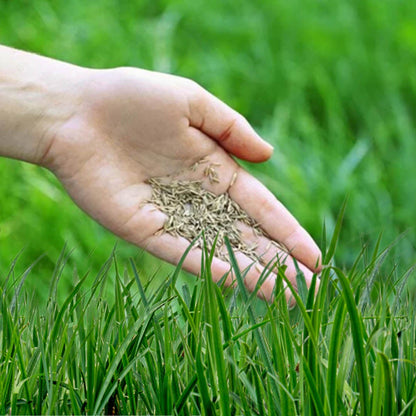 Royal Grass Seeds • Gardenizi