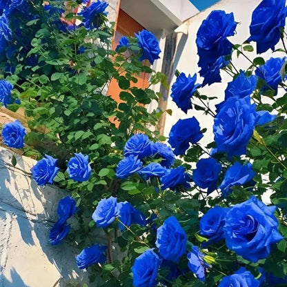 blue rose seeds online Blue Enchantress Rose Seeds – Gardenizi