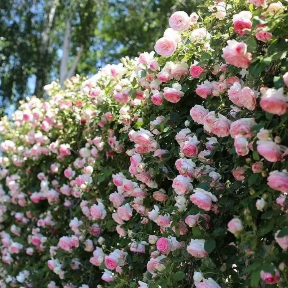 best rose seeds online Royal Climbing Rose Seeds • Gardenizi
