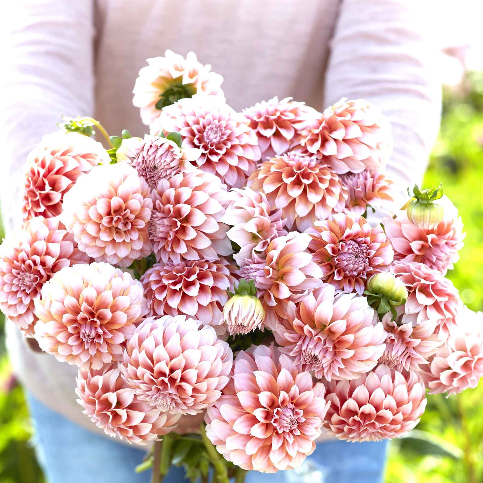 dahlia seeds for sale floret Mixed Dahlia Seeds – Gardenizi