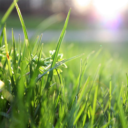 Royal Grass Seeds • Gardenizi