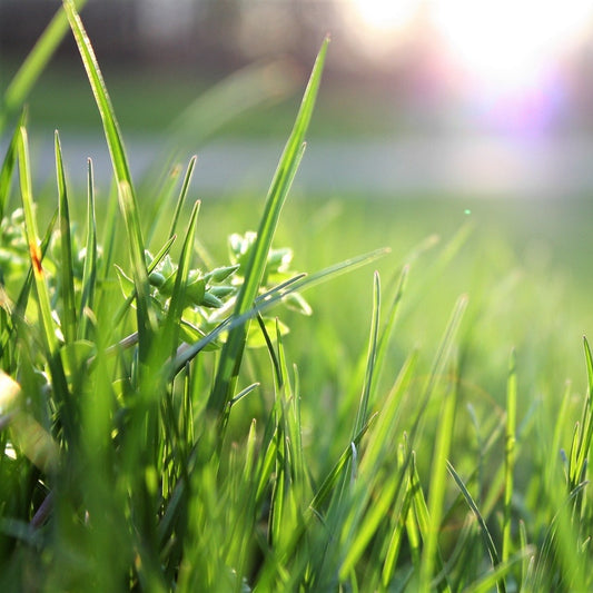 Royal Grass Seeds • Gardenizi