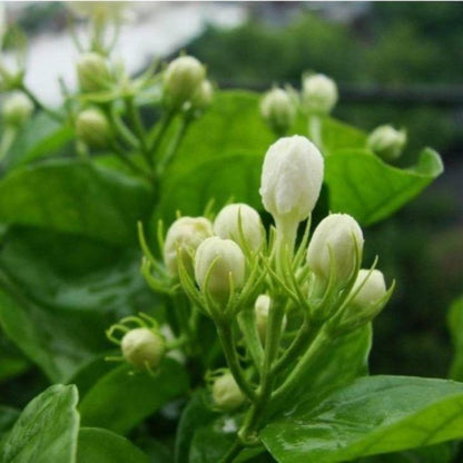 Majestic Jasmine Seeds