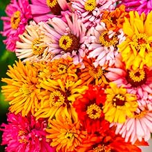 Zinnia Seeds