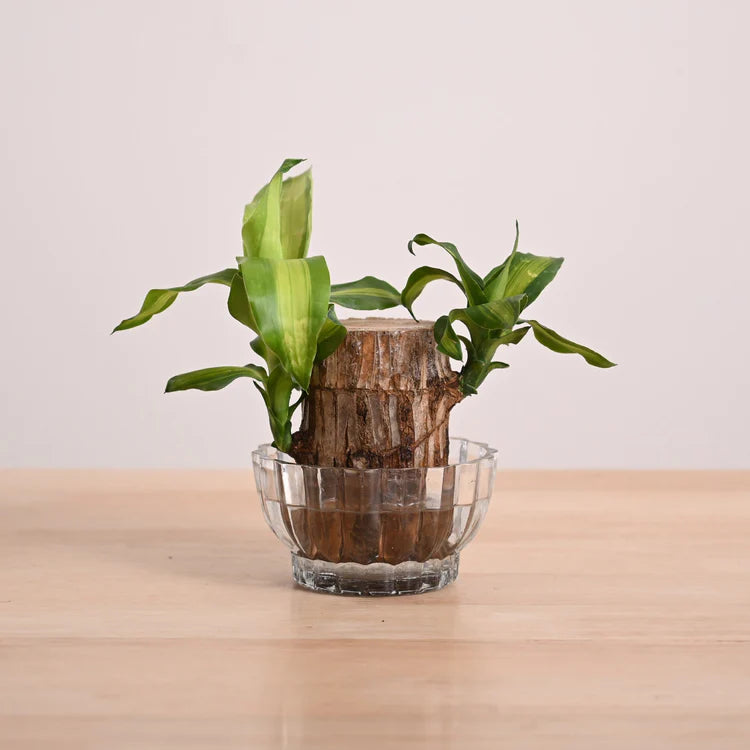Lucky Brazil Wood Potted Plant • Gardenizi