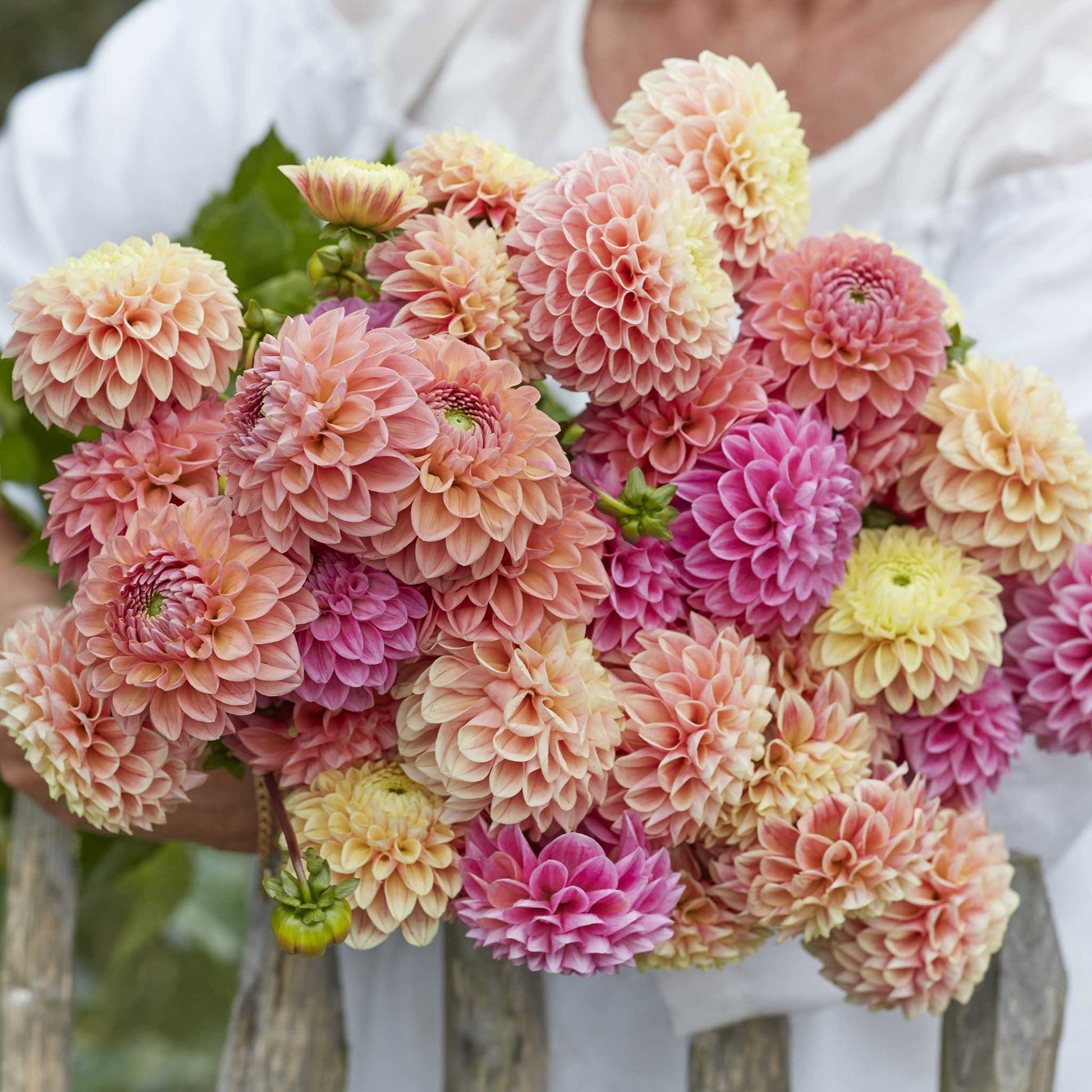 dahlia seeds for sale Mixed Dahlia Seeds – Gardenizi