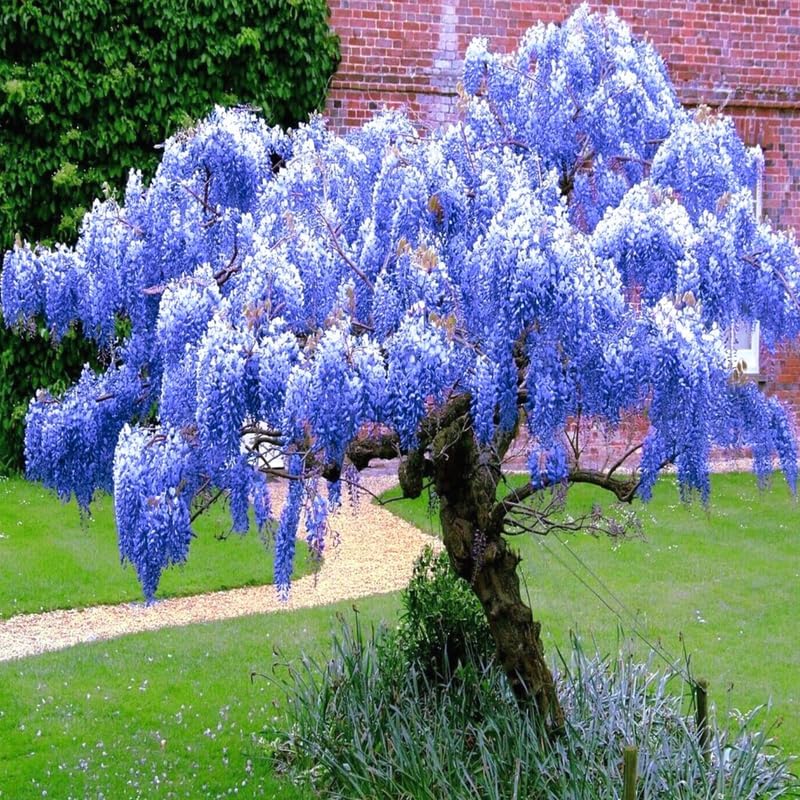 Lavish Blue Wisteria Seeds • Gardenizi