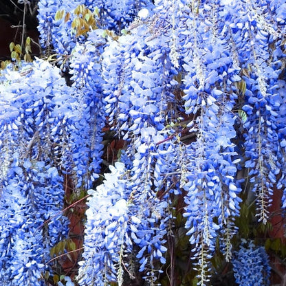 Lavish Blue Wisteria Seeds • Gardenizi