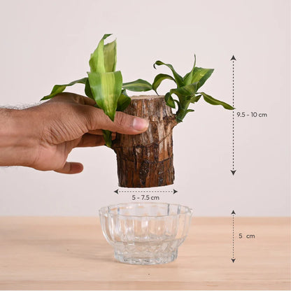 Lucky Brazil Wood Potted Plant • Gardenizi