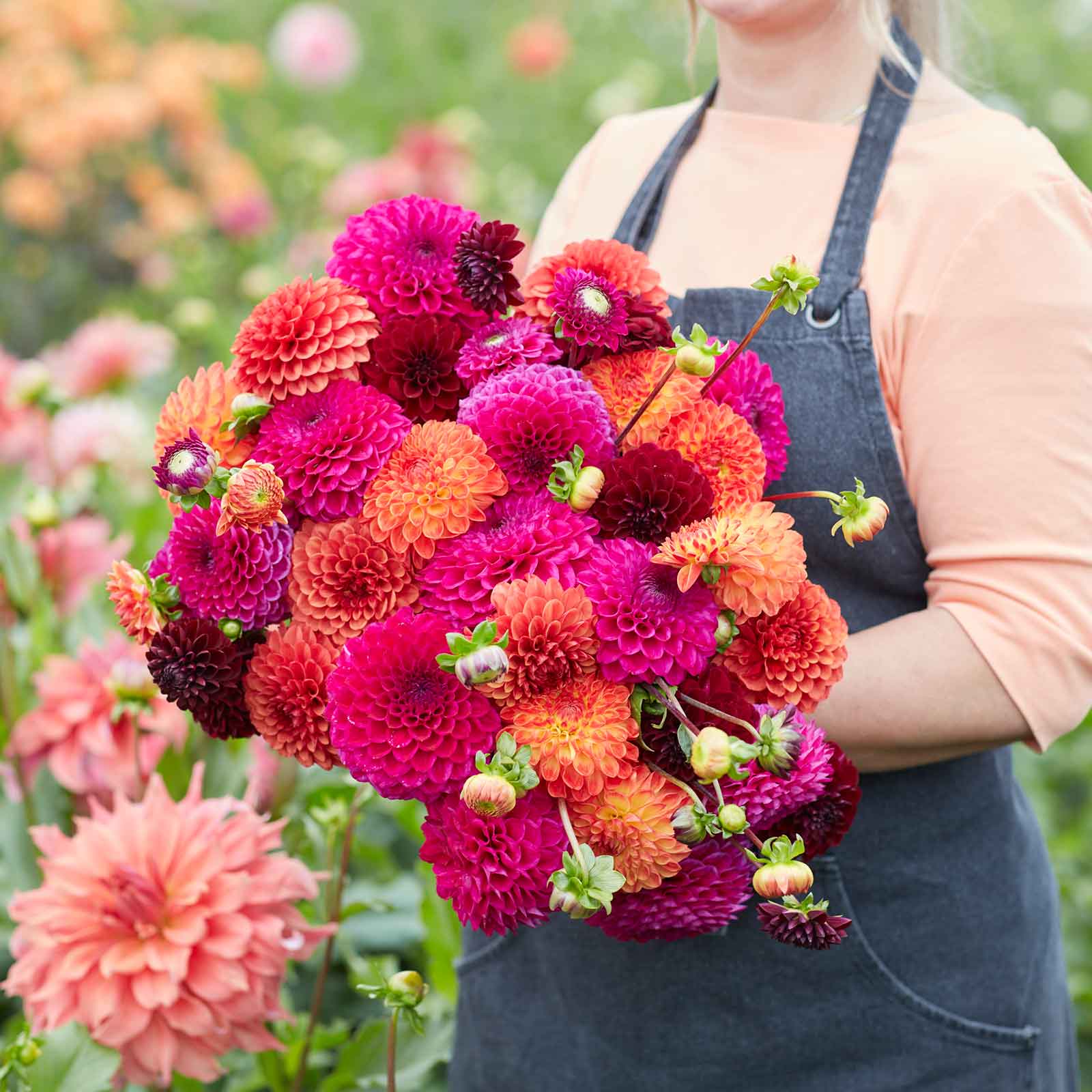 mixed dahlia seeds Mixed Dahlia Seeds – Gardenizi