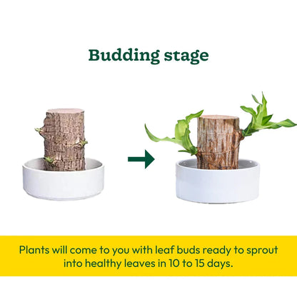 Lucky Brazil Wood Potted Plant • Gardenizi
