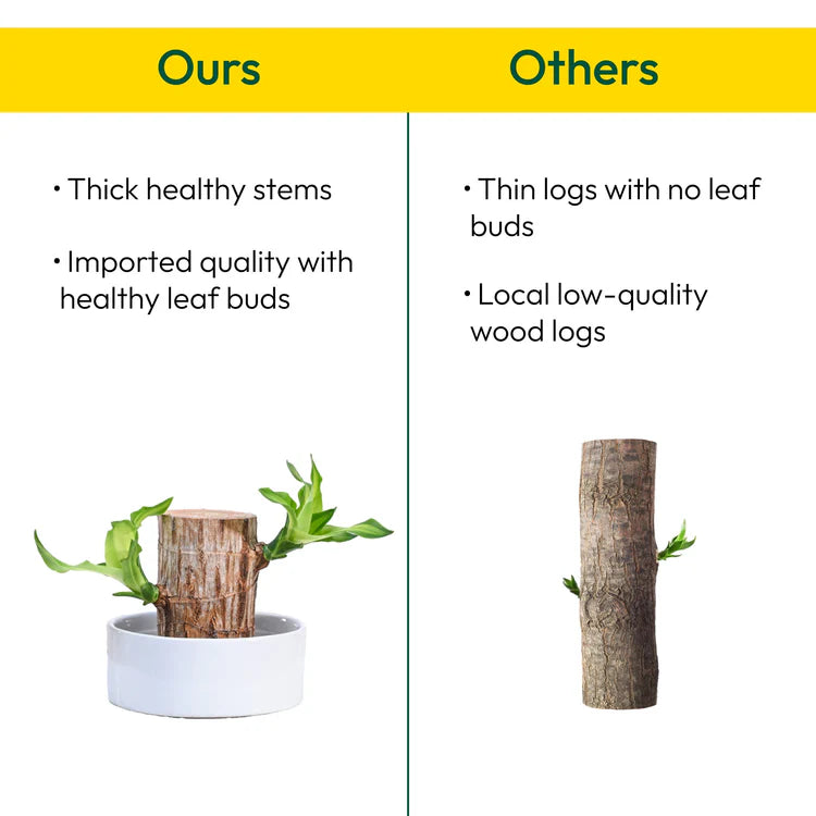 lucky brazil wood potted plant Lucky Brazil Wood Potted Plant • Gardenizi