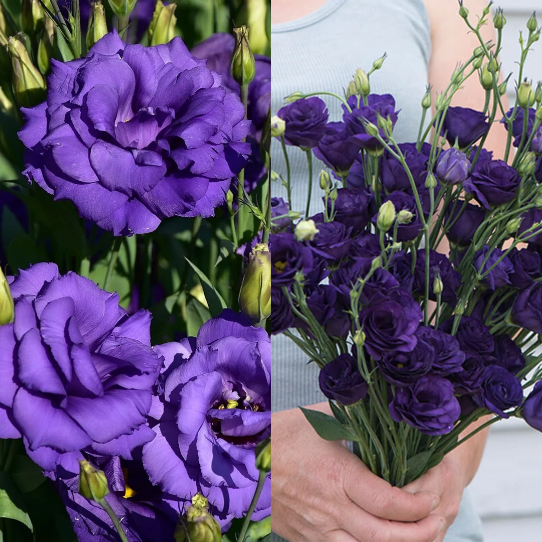 Thornless Rose Seeds • Gardenizi (500 Seeds | Fog Blue & Pink Mix)