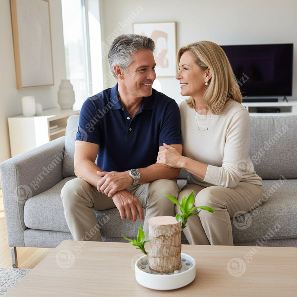 Lucky Brazil Wood Potted Plant • Gardenizi