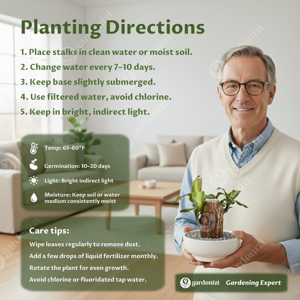 Lucky Brazil Wood Potted Plant • Gardenizi