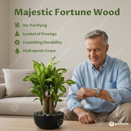 Lucky Brazil Wood Potted Plant • Gardenizi