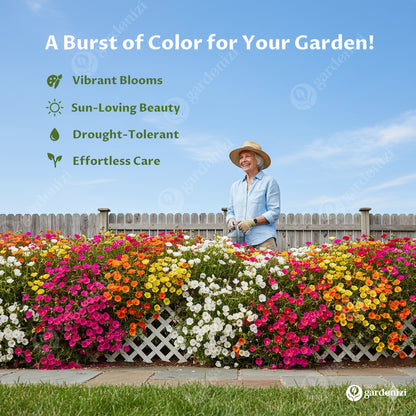 Moss Rose Seeds (Mix)