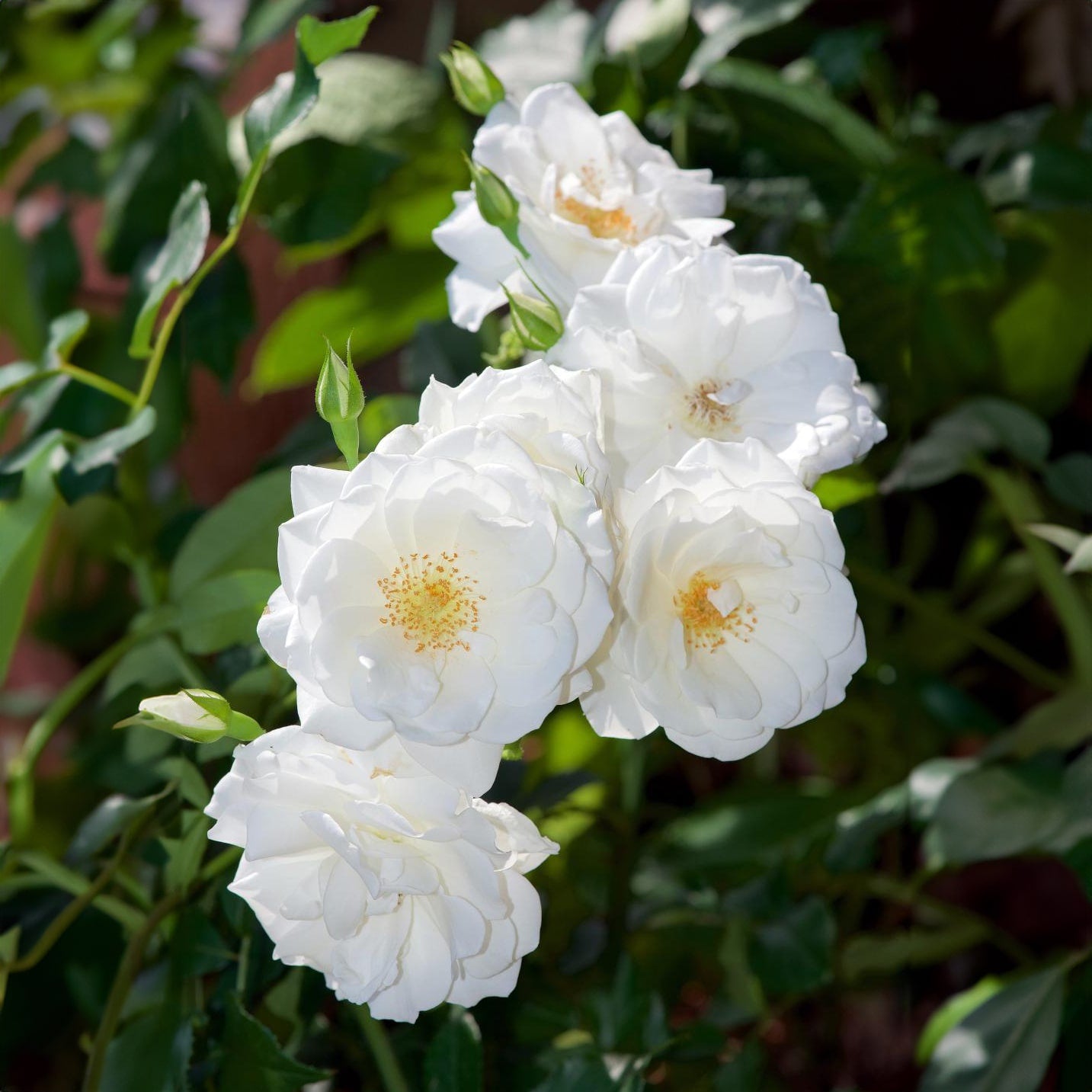 Royal Climbing Rose Seeds