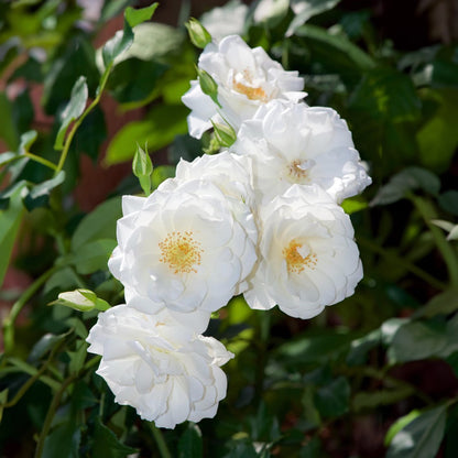 Royal Climbing Rose Seeds