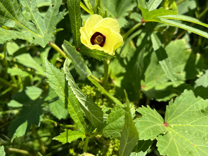 Okra Seeds