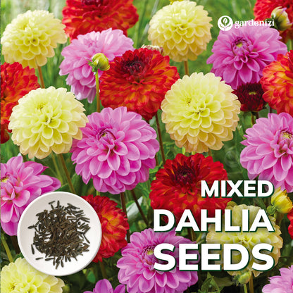 Mixed Dahlia Seeds