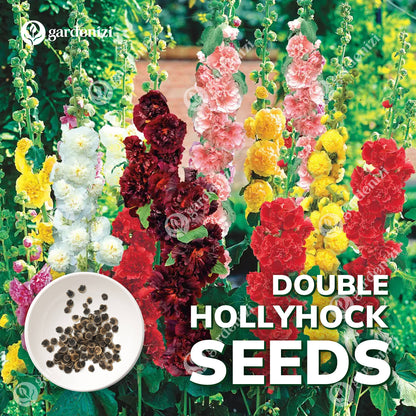 Double Hollyhock Seeds