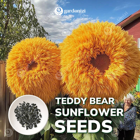 Teddy Bear Sunflower Seeds • Gardenizi