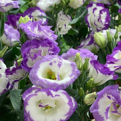 Thornless Rose Seeds • Gardenizi (500 Seeds | Fog Blue & Pink Mix)