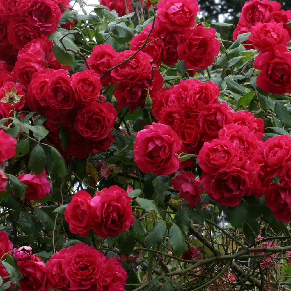 red rose bush seeds Royal Climbing Rose Seeds • Gardenizi