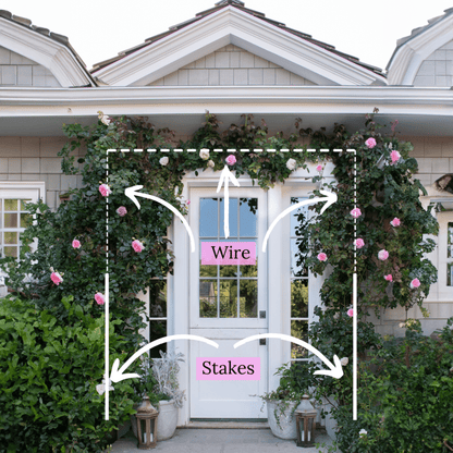 Royal Climbing Rose Seeds