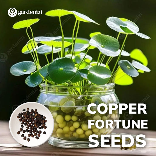 Copper Fortune Seeds • Gardenizi