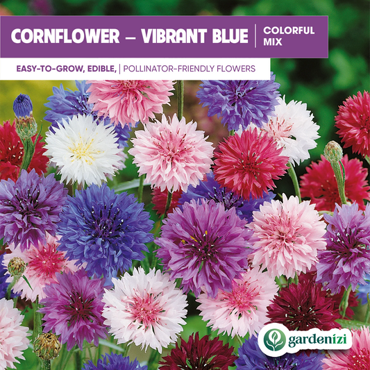 Cornflower (Mixed Color) - Bachelor Button Seeds