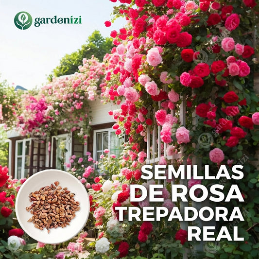 Semillas de Rosa Trepadora Royal