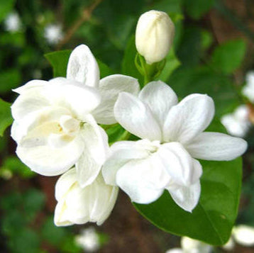 Majestic Jasmine Seeds