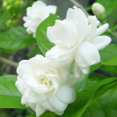 Majestic Jasmine Seeds