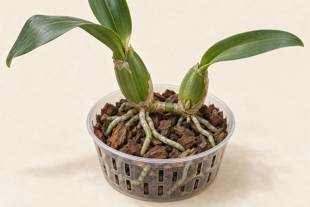 Botanical study of a Cattleya-type orchid showing pseudobulbs, rhizome, dormant eye and firm roots.