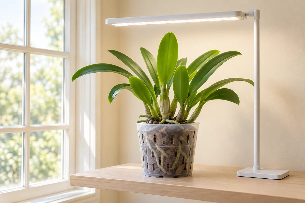 Illustrative indoor Cattleya-type orchid placed below an elevated supplemental LED grow light.