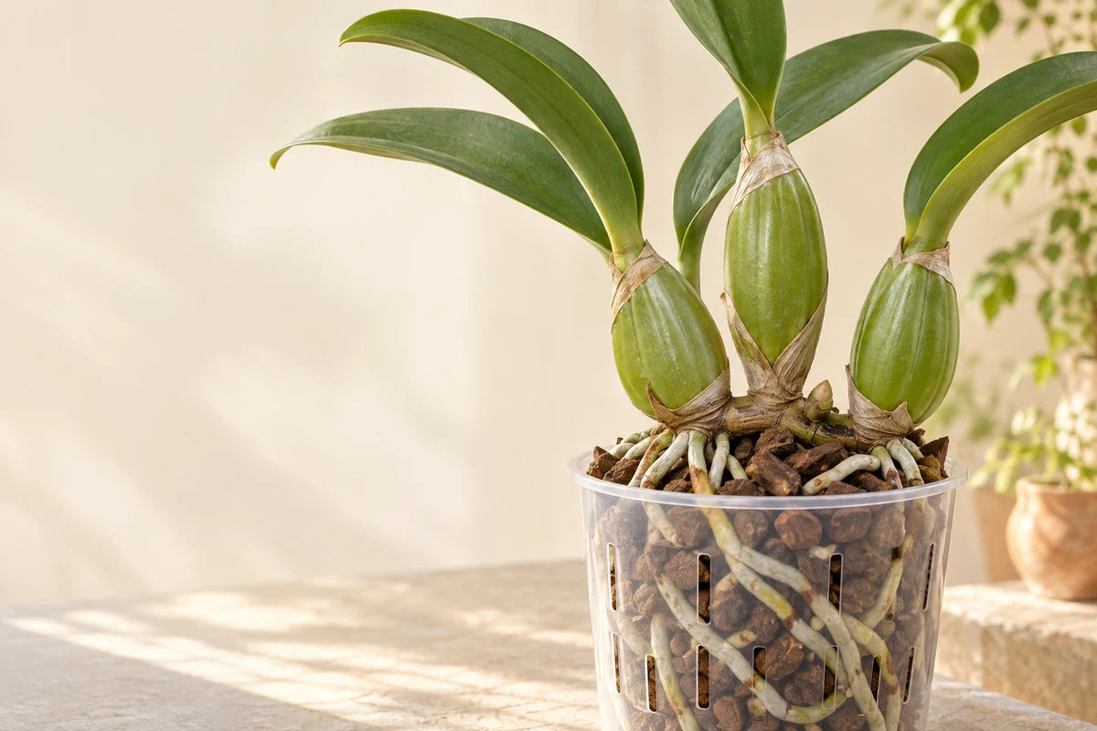 Mature Cattleya-type orchid with firm roots in a ventilated pot of chunky bark.